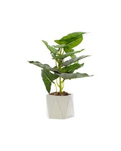PLANTA C/MACETERO 28CM