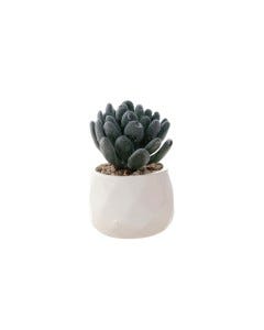 PLANTAS DCO-CASCADA 6.8X6.8X10.5CM